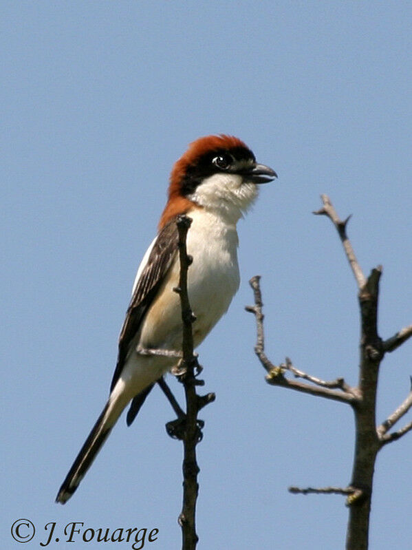 Woodchat Shrike male adult, identification, song, Behaviour