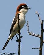 Woodchat Shrike