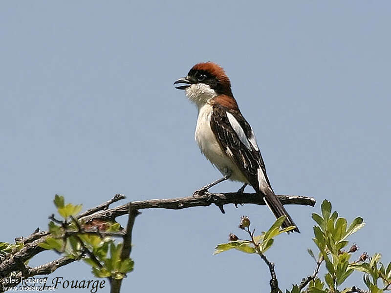 Woodchat Shrike male adult breeding, song, Behaviour