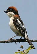 Woodchat Shrike