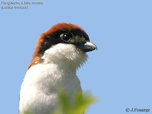 Woodchat Shrike