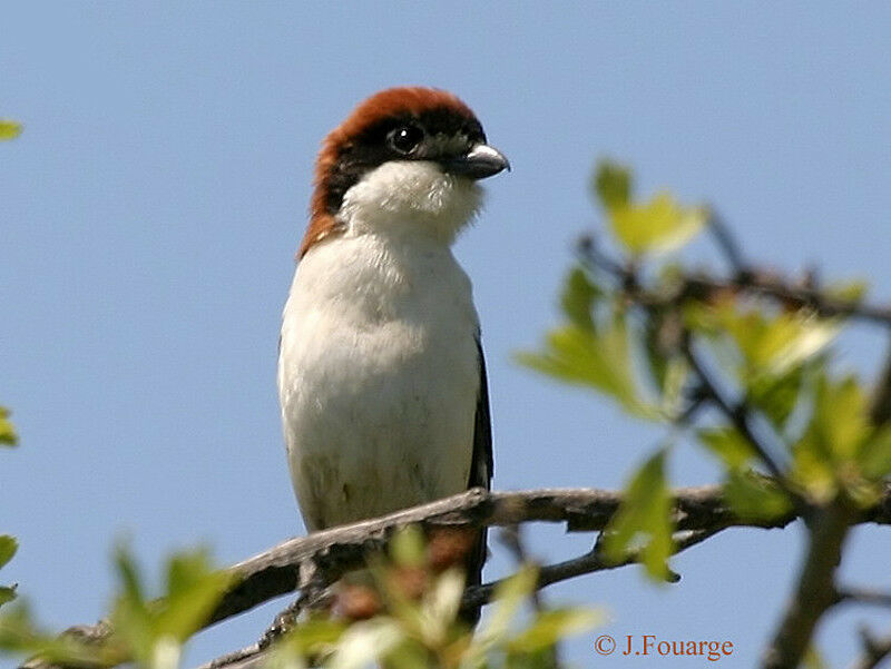 Woodchat Shrike