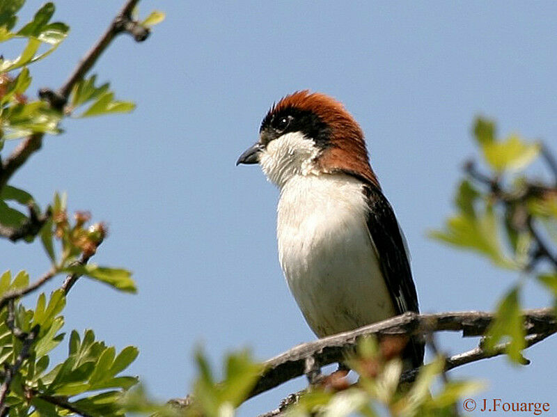 Woodchat Shrike