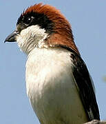 Woodchat Shrike