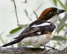 Woodchat Shrike