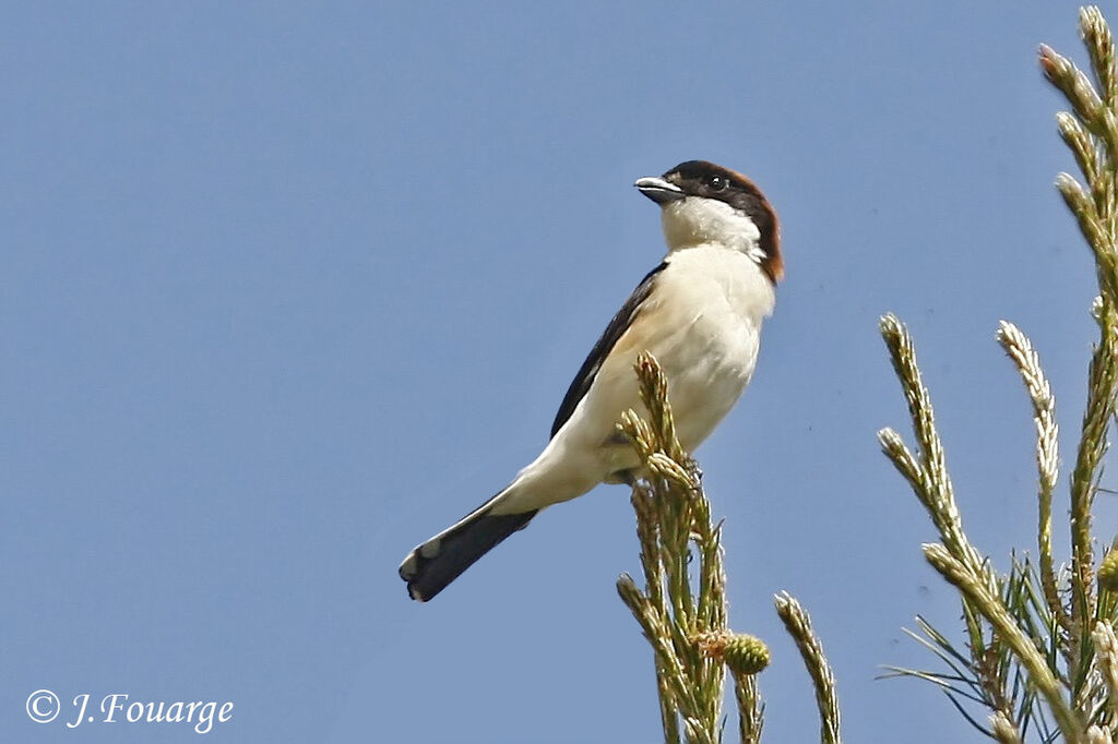 Woodchat Shrike male adult