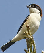 Woodchat Shrike