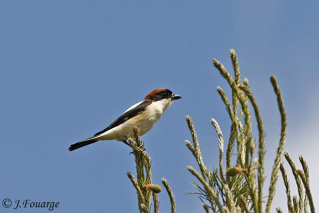 Woodchat Shrike male adult