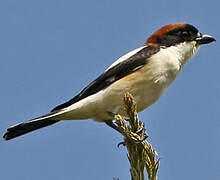 Woodchat Shrike