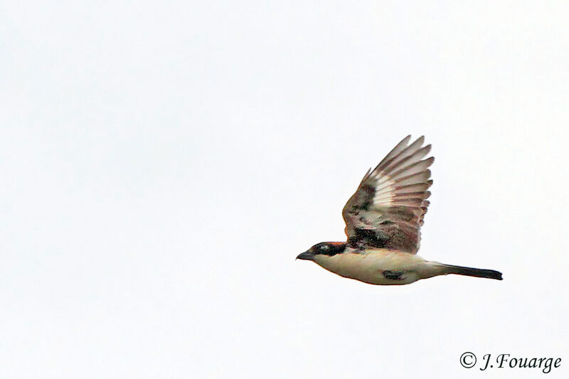 Woodchat Shrike female adult, Flight