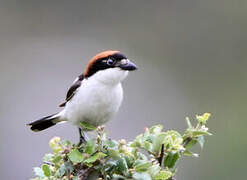 Woodchat Shrike