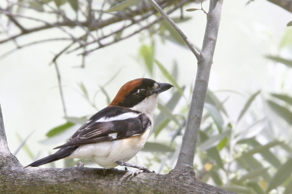 Woodchat Shrike, identification