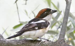 Woodchat Shrike