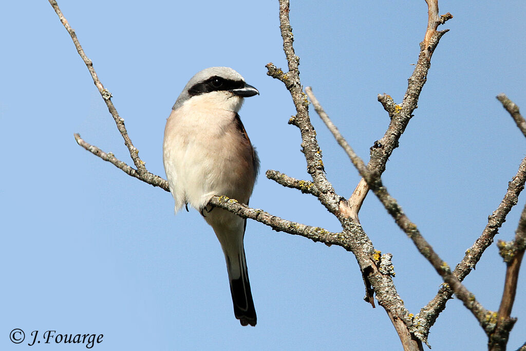 Pie-grièche écorcheur mâle adulte, identification