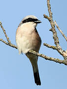 Red-backed Shrike