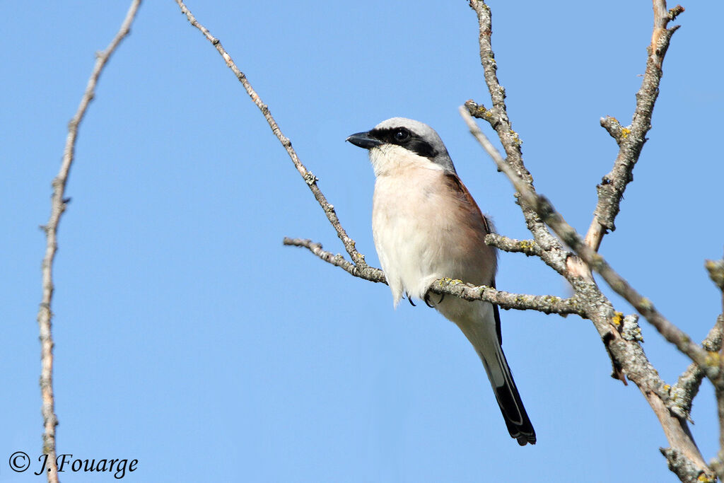 Red-backed Shrike male adult