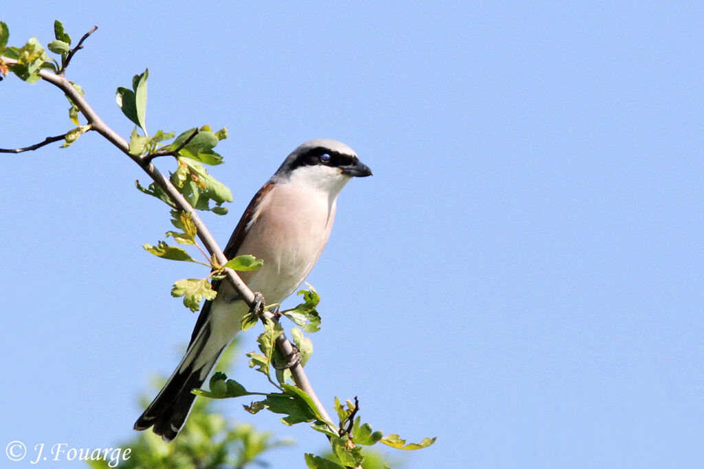 Pie-grièche écorcheur mâle adulte, identification