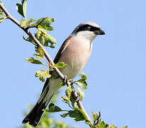 Red-backed Shrike