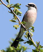 Red-backed Shrike