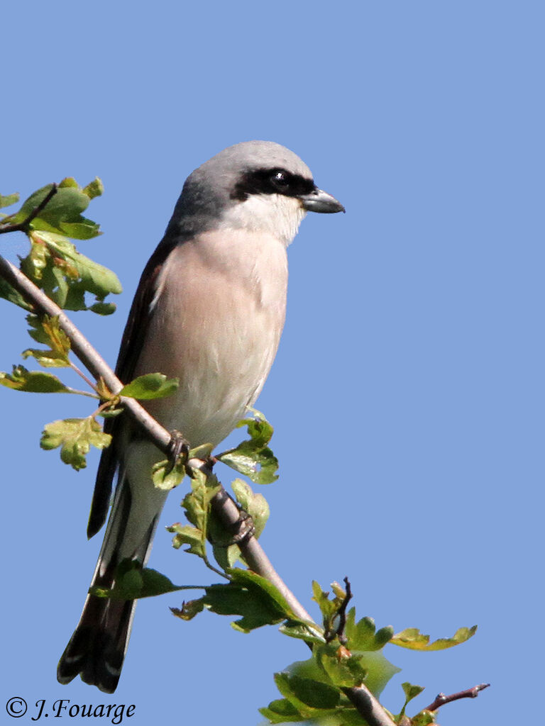 Pie-grièche écorcheur mâle adulte, identification, Comportement