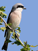 Red-backed Shrike