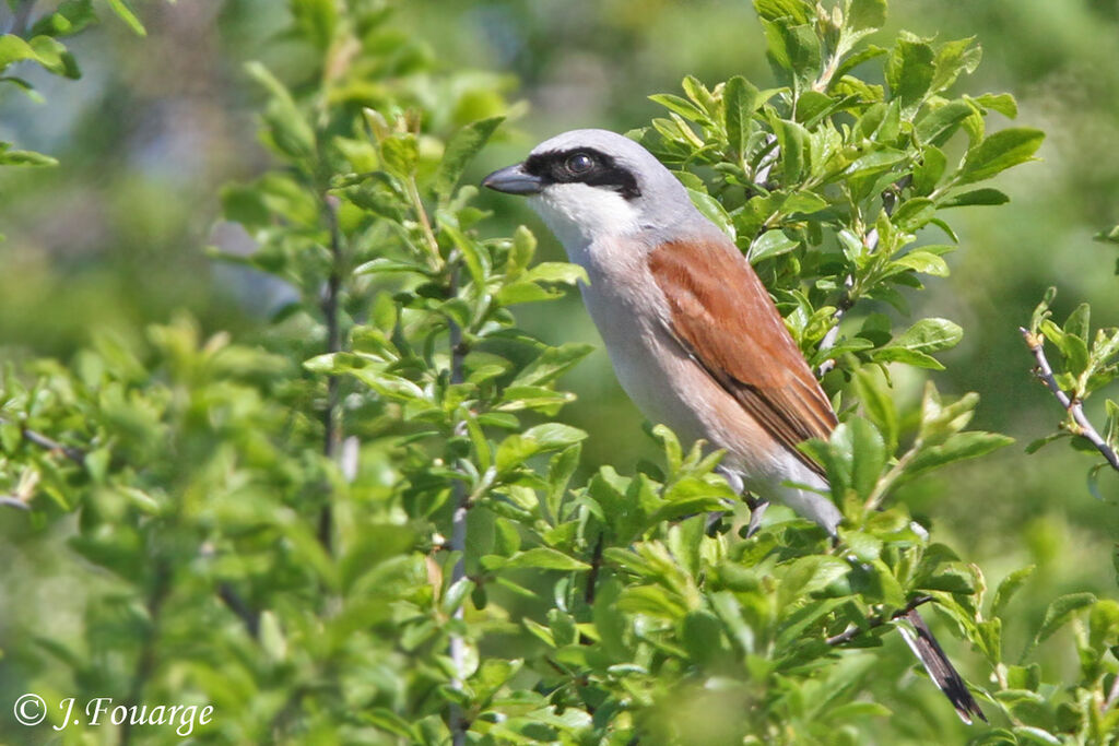 Red-backed Shrike male adult, identification, Behaviour