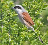 Red-backed Shrike