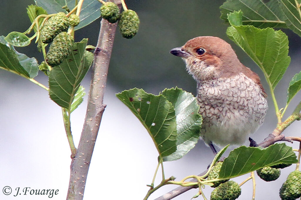 Red-backed Shrike female adult, identification