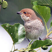 Red-backed Shrike