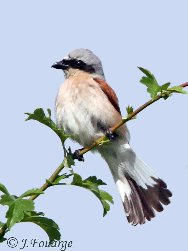 Pie-grièche écorcheur mâle adulte, identification