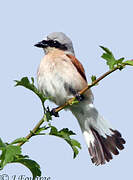 Red-backed Shrike