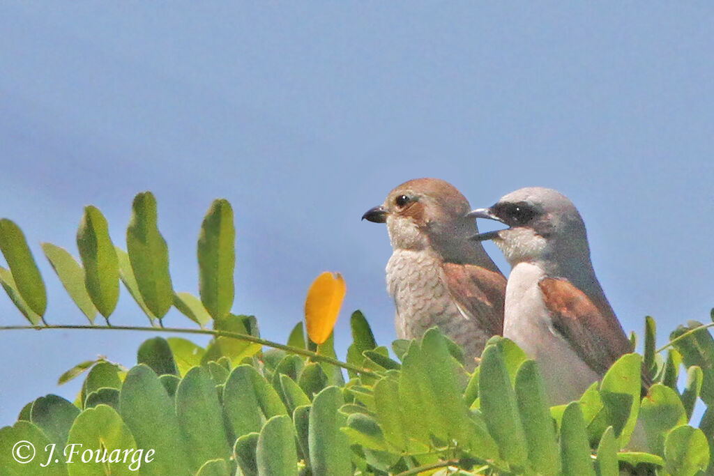 Red-backed Shrike , identification