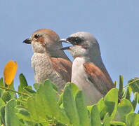 Red-backed Shrike