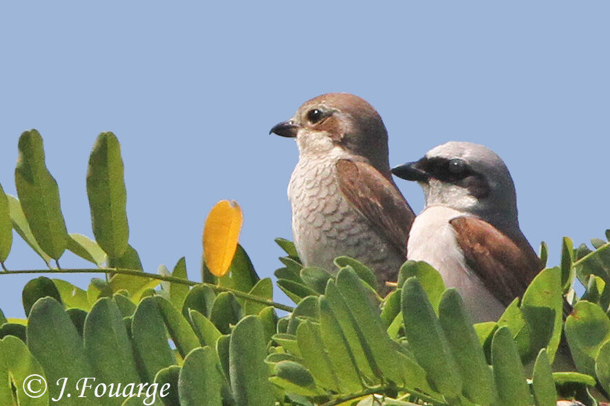 Red-backed Shrike , identification