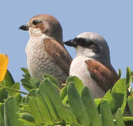 Red-backed Shrike