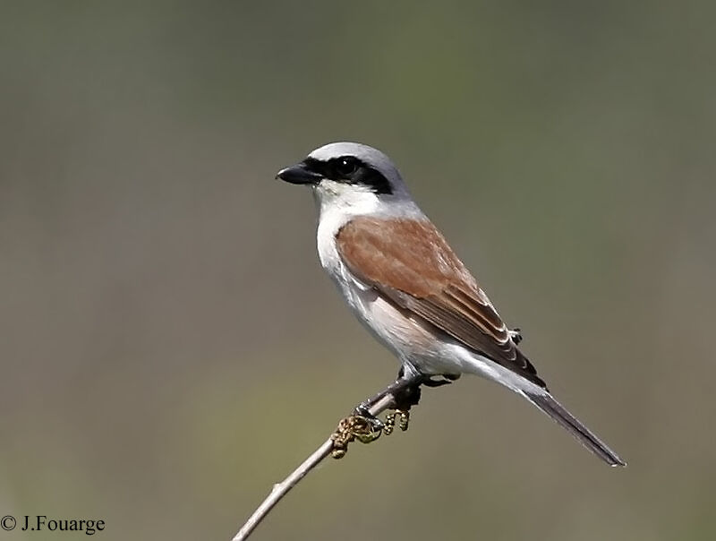 Red-backed Shrike