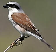 Red-backed Shrike