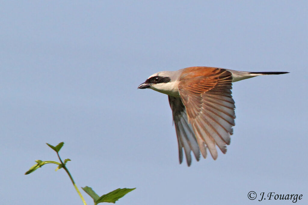 Red-backed Shrike male, Flight