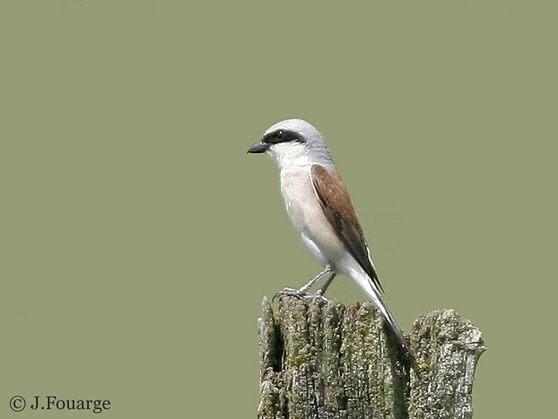 Red-backed Shrike