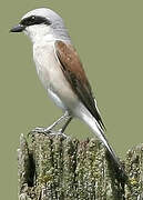 Red-backed Shrike