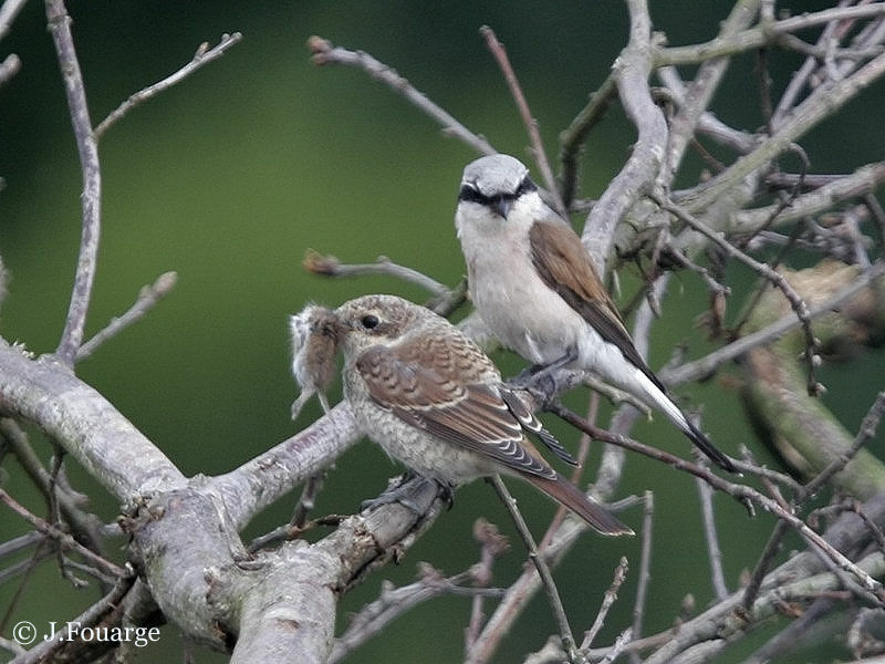 Red-backed Shrike , feeding habits