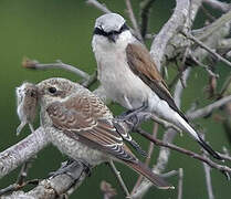 Red-backed Shrike