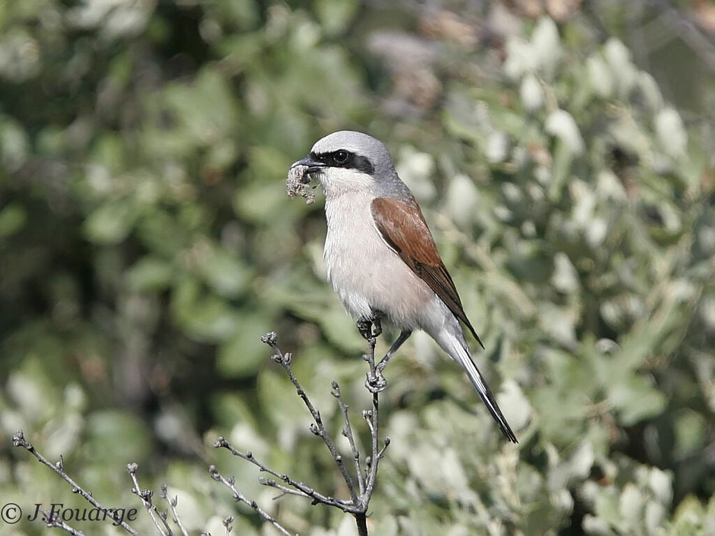 Red-backed Shrike male adult