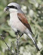 Red-backed Shrike