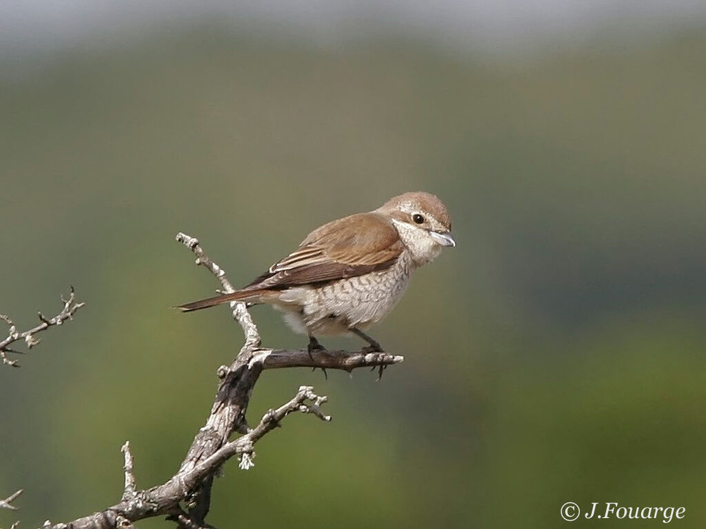 Red-backed Shrike female adult