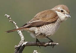 Red-backed Shrike