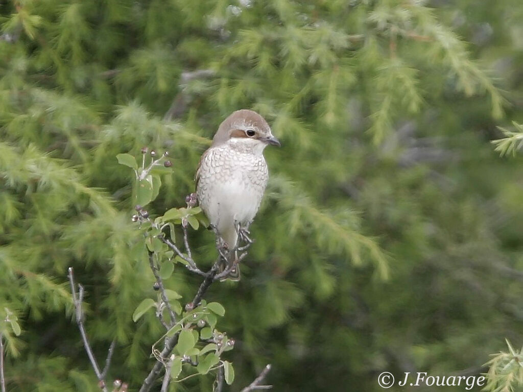 Red-backed Shrike female adult