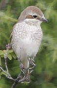 Red-backed Shrike