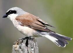 Red-backed Shrike