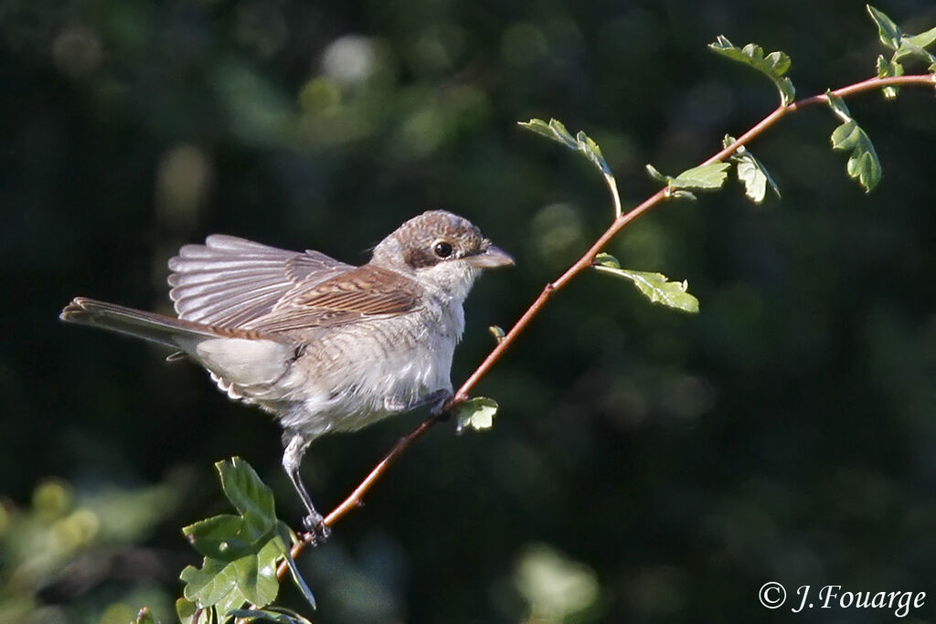 Red-backed Shrikejuvenile, identification, Reproduction-nesting